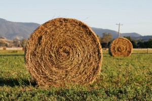 Round hay bale