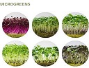 Growing Microgreens – Now!